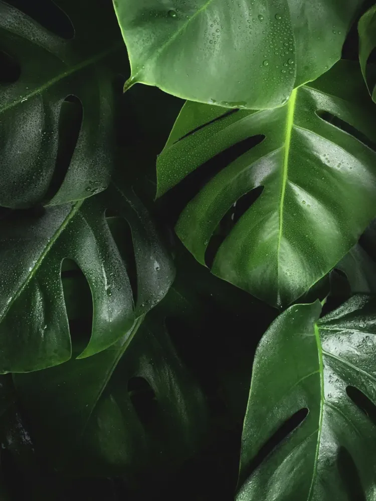 feuilles tropicales