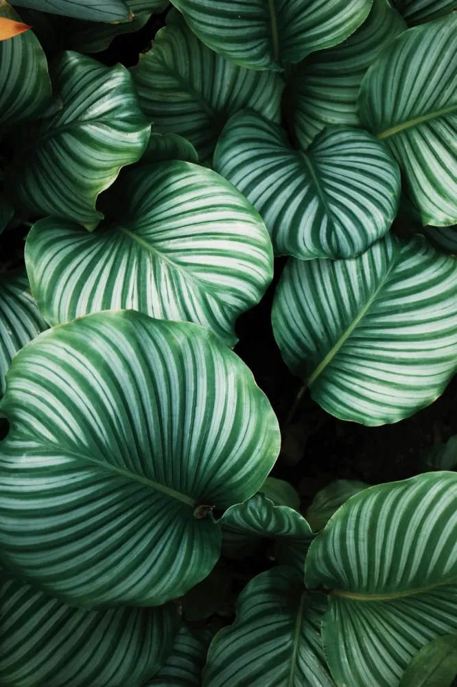 fon de feuilles tropicales